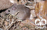 گونه موش مقدونیه Macedonian Mouse